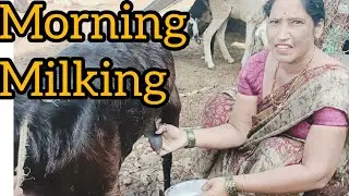 #Morning   #milking