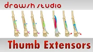 The Thumb Extensors
