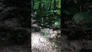Зяблики (4)