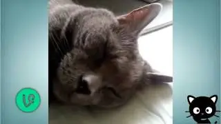 Best Funny Cats Compilation 2015 Most See Funny Cats Videos Vine