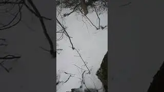Способ ловли фазанов🪶 