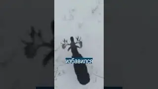 Редкие кадры: лось сбрасывает рога