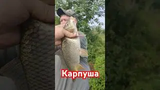 Карпуша.