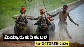 Team Nandalike, Kolake Iravatturu, Bolara Kudi Kambala at Miyar | 30-10-2024| Kambala