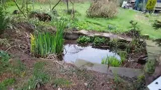 The garden this morning.