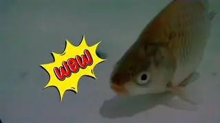 Fish in the bathroom! river fish take over my bathtub