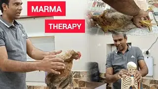 मर्म थेरेपी क्या होता है? Marma therapy | Marmaजीवन शैलीchikitsa |kalari marma gurukulum kolkata