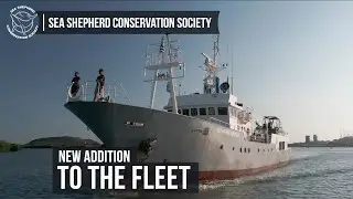 Behind the Scenes - A Glimpse at Sea Shepherd's Newest Ship!