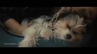 Клип про верность собак