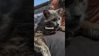 Cats Transform Chile's Oldest Prison