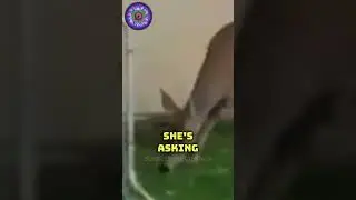Deer Asks For Help