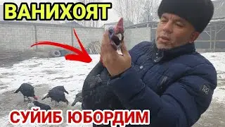 ТОШКЕНТ ПАРОДА КУРКАЛАРИНИ ОЛИБ КЕЛДИК...ОХУНОВ ТВ