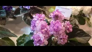 Виставка фіалок та інших кімнатних рослин |Частина 2