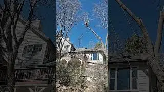 branch almost hits house