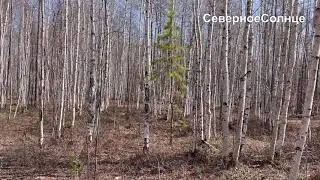Весна в Якутии 🍀