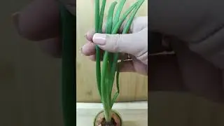 🌱 КАК ВЫРАСТИТЬ ЛУК? Каждый ребёнок - луковичка)) 