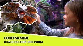 Keeping of Frilled-necked lizard