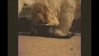 Shih Tzu dog Lexi is hungry