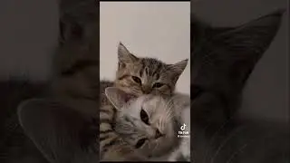 #shorts #котики #котята