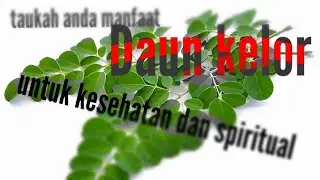 manfaat daun kelor menurut medis dan spiritual