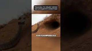 Роды в чужой норе: кто спас медоедку от кобры? 🐍 #животные #рождение
