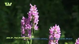 Flora View - Betonie - Stachys officinalis - wood betony, Woundwort