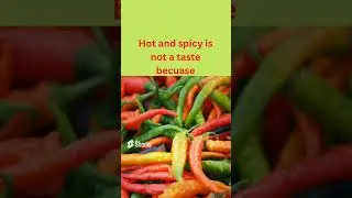 How Spicy Food Affects Your Brain And Body #shorts #spicyfood #brainandbody