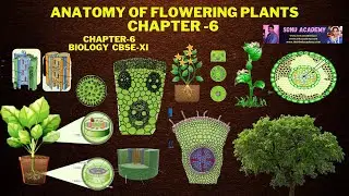 Anatomy of flowering plants |  plant tissue | Chapter-6 | Biology | CBSE -XI