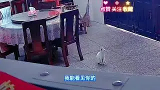 主人在监控里和小猫的对话#萌宠出道计划 #猫咪的迷惑行为 #监控下的一幕