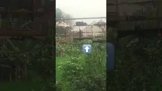 Chào mào giàn cf 2023