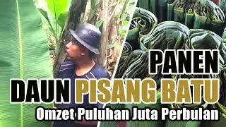 Harvesting Stone Banana Leaf Turnover of Tens of Millions Monthly