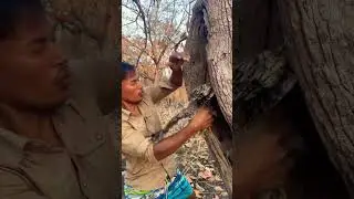 Walk in the forest found  eagle in hole tree part 01#nature #eagles #shorts