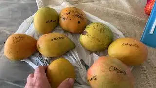 Prieto Cuban mango taste test
