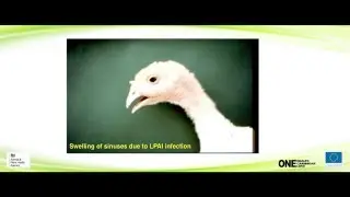 Avian Influenza 1: Aetiology, Geographical situation and Clinical Signs