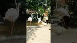 Sunway Lagoon Whildlife park