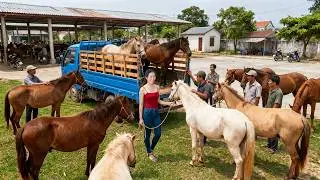 688 Days Harvesting Many Horses & Free-Range Horses — Selling at the Market 🐎🐎
