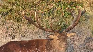 HUGE Wild Stags Rutting Season
