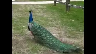 Pavão cantando