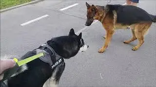 Alaskan Malamutes meets another German Shepherd