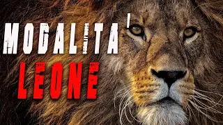 Modalità Leone - Video motivazionale