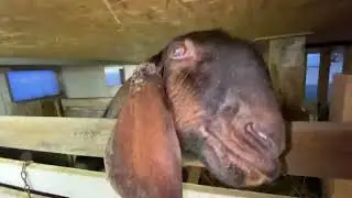 Англо-нубийский козленок
