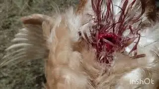 Беда в курятнике,каннибализм кур,что с этим делать и как бороться.Жду советов.