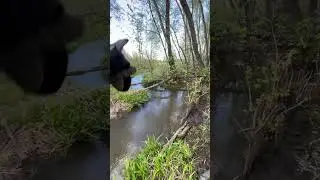 Бобровый сериал продолжается #beaver #бобр