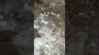 Ловля куропатки на силки Альянс 2019