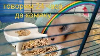 Говорим 24 часа да хомяку