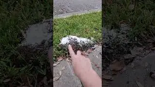 Backyard bug hunt - fire ant mound treatment with a dust product