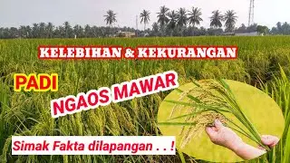 PADI NGAOS MAWAR, PULEN AROMATIK || Jangan Asal Tanam #Ngaosmawar