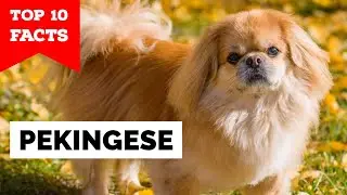 Pekingese - Top 10 Facts