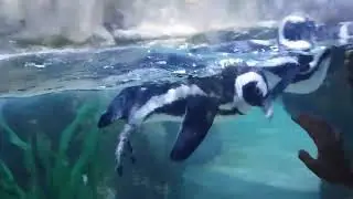 sealife at busan
