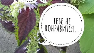 Колеус цветёт.#колеус